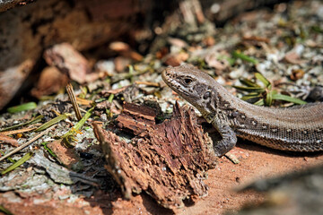 Zauneidechse ( Lacerta agilis ).