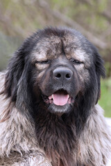 portrait of a huge caucasian dog