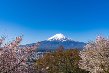 春の富士山と桜