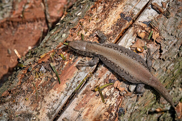 Zauneidechse ( Lacerta agilis ).