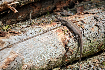 Zauneidechse ( Lacerta agilis ).