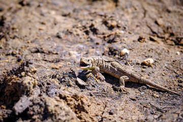 Zauneidechse ( Lacerta agilis ).