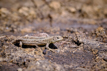 Zauneidechse ( Lacerta agilis ).