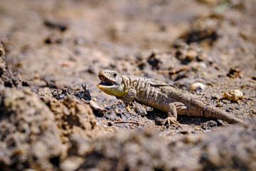 Zauneidechse ( Lacerta agilis ).