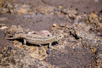 Zauneidechse ( Lacerta agilis ).