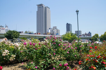 Fototapeta premium 中之島のバラ園