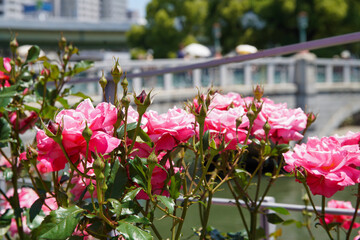 中之島のバラ園