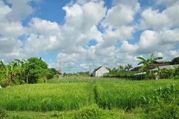 田園と空