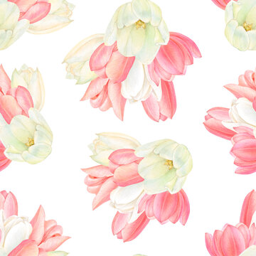 Watercolour drawing rapport of beautiful sets of blossoms of white and pink tulips on white background. Hand-drawn luxurious flowers. High quality illustration for logo, postcards textile printing