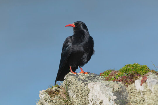 Red-billed chough, Cornish chough, chough - Pyrrhocorax pyrrhocorax on the rocks  dark blue background. Photo from around Baltimore in Ireland.