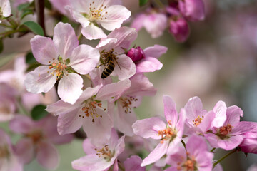 Fototapeta na wymiar A bee on the blossoming buds of an apple tree. Background with place for text
