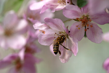 A bee on the blossoming buds of an apple tree. Background with place for text