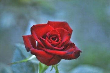 close up photo of a red opened rose growing on a bush 