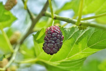 A single berry of a ripe dark mulberry tree hangs on a branch.