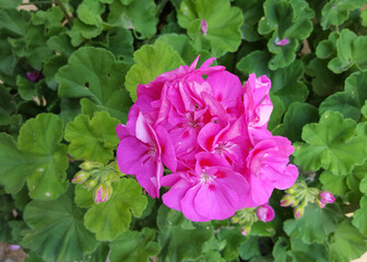 Beautiful Pink Geranium in bloom with green leaves