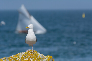 Lesser black-backed gull - Larus fuscus on rock with blue sea and sail boat in background. Photo from Ireland's Eye Island in Ireland.