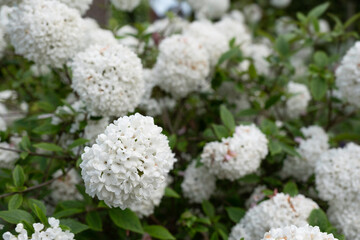 Viburnum opulus or Snowball tree flowers in a garden. Narrow depth of field, focus on the flower on the left