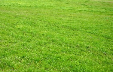 Fototapeta na wymiar Blurred grass in a field in spring on a beautiful sunny day