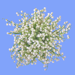 Bouquet of white fragrant lilies of the valley isolated on a blue background.