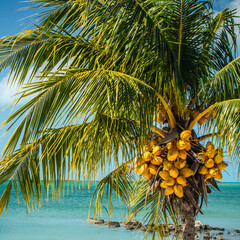 palm tree on the beach generated AI