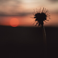 A silhouette of a dandelion against the sunset sky 