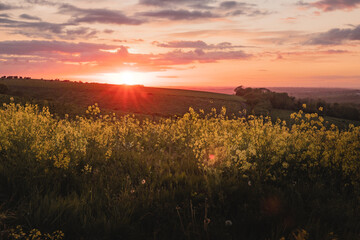 An amazing view of the setting sun over a field of yellow rapeseed flowers