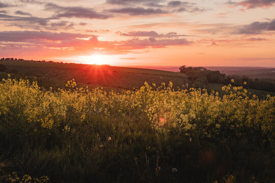 An amazing view of the setting sun over a field of yellow rapeseed flowers © harry