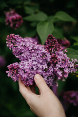 Nature background, branch of purple lilac.