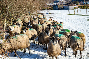 Flock of sheep at a snow covered meadow in County Donegal - Ireland