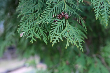 Green thuja branches  close-up on blurred background
