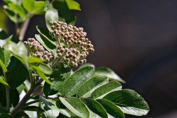 Flowering tree ash (Sorbus aucuparia)