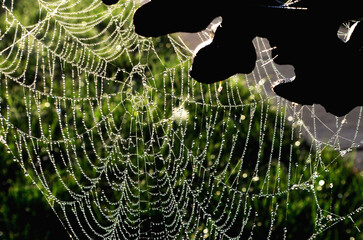 Spider web with dew drops