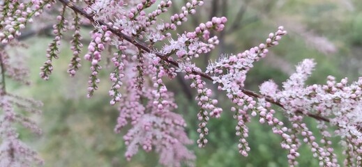Pink flowers on a branch