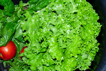 Curly, fragrant lettuce leaves, spinach and red tomato are washe