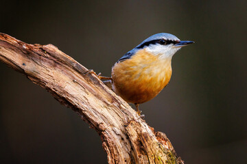nuthatch perching on a branch