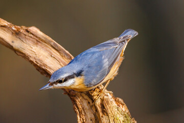 nuthatch perching on a branch