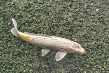 Sea fish near the surface in search of food or oxygen due to pollution of aquatic habitats
