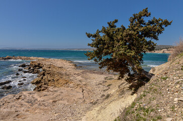 Fototapeta na wymiar lone cade juniper tree (Juniperus oxycedrus) on Azmak Beach near Ovacik (Cesme, Izmir province, Turkey) 