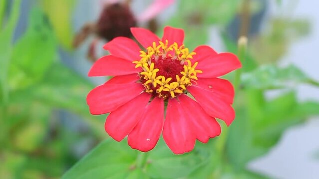 Zinnia flowers are red on a blurred background