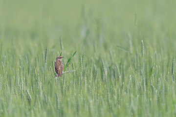 In the cornfield, the Whinchat (Saxicola rubetra)