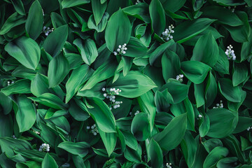 Fototapeta na wymiar The natural pattern of green leaves on the forest floor. The glade of lily of the valley flowers in the spring forest. White may-lily flowers on clearing in the woods among the green leaves.