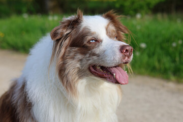 Portrait of an adorable brown and white merle Bordercollie male dog with striking sky blue eyes, with open mouth on his daily walks outdoors.