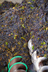 Obraz premium A machine squeezing the juice out of grapes.