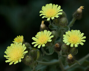 Macrophotographie de fleur sauvage - Andryala à feuilles entières - Andryala integrifolia