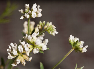 Macrophotographie de fleur sauvage -  Badasse - Dorycnium pentaphyllum