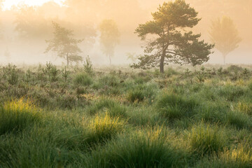 Fototapeta na wymiar summer sunrise on foggy swamp