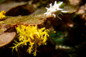 Colochirus robustus - Gelbe Seewalze im Komodo Nationalpark