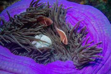 Lila Prachtanemone mit Clownfischen im Komodo Nationalpark © Andi K