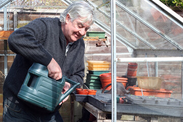 Senior or elderly gardener in his greenhouse or glasshouse growing plants.