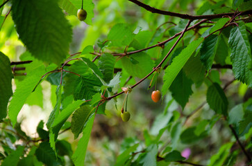 Cherry on a branch
